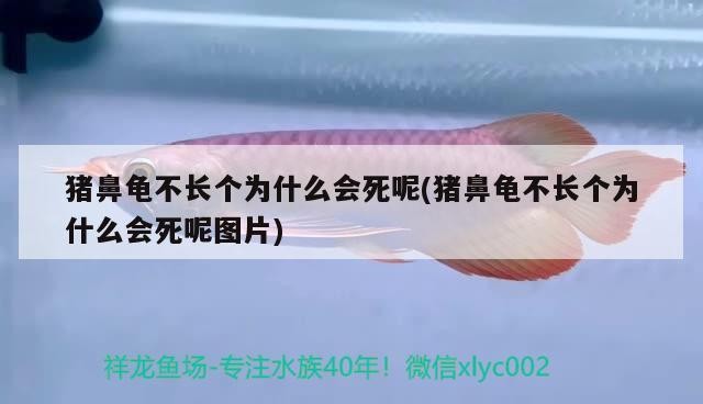 豬鼻龜不長個為什么會死呢(豬鼻龜不長個為什么會死呢圖片)