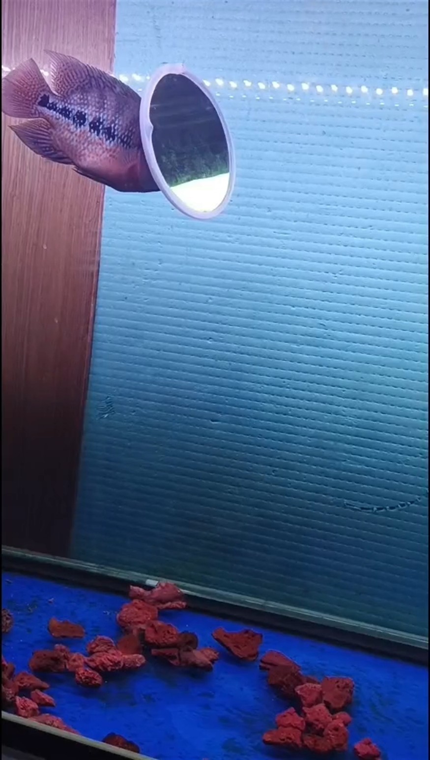 小紅馬