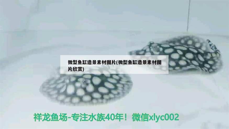 微型魚缸造景素材圖片(微型魚缸造景素材圖片欣賞) 微型魚缸造景素材圖片(微型魚缸造景素材圖片欣賞) 紅龍魚百科
