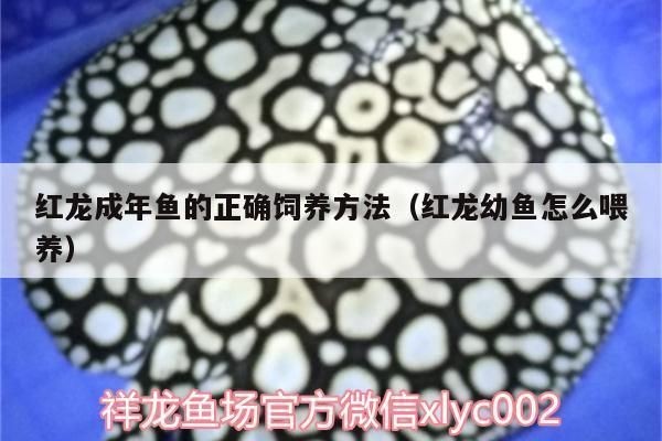 紅龍魚成年期喂養技巧：成年紅龍魚成年期的喂養技巧是確保它們健康和幸福的關鍵