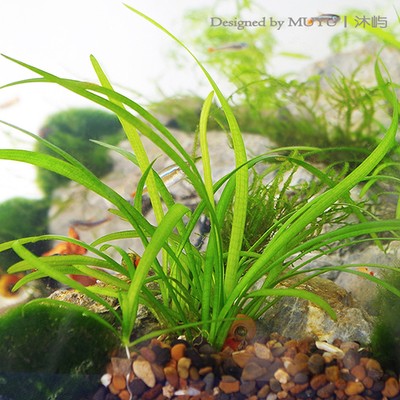 張店甄懷斌水族設(shè)備經(jīng)營(yíng)部（山東甄水商貿(mào)有限公司）