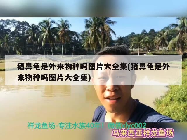 豬鼻龜是外來物種嗎圖片大全集(豬鼻龜是外來物種嗎圖片大全集) 豬鼻龜是外來物種嗎圖片大全集(豬鼻龜是外來物種嗎圖片大全集) 豬鼻龜百科