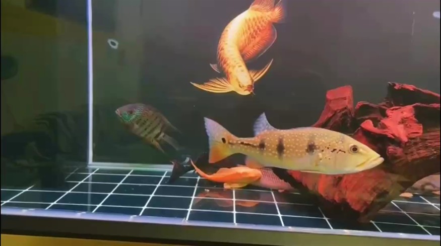 確實是帝王三間魚？各位魚友