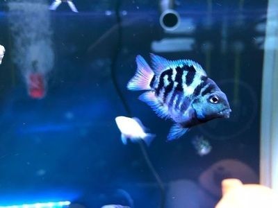 寶藍鸚鵡魚缸布置：寶藍鸚鵡魚缸布置指南