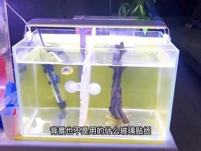 寶藍鸚鵡魚缸布置：寶藍鸚鵡魚缸布置指南