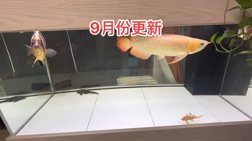 9月份更新 9月份更新 龍魚論壇