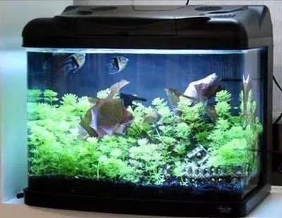徹底清洗魚缸用什么水最好：魚缸清洗全攻略