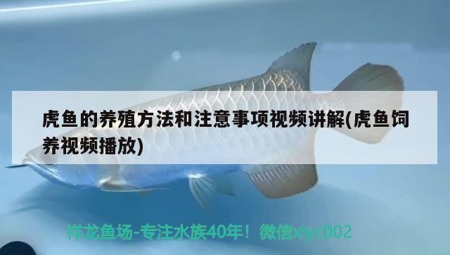 虎魚的養(yǎng)殖方法和注意事項視頻講解(虎魚飼養(yǎng)視頻播放) 虎魚的養(yǎng)殖方法和注意事項視頻講解(虎魚飼養(yǎng)視頻播放) 虎魚百科