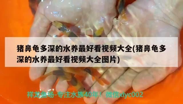 魚缸 豬鼻龜多深的水養最好看視頻大全(豬鼻龜多深的水養最好看視頻大全圖片) 豬鼻龜百科 豬鼻龜多深的水養最好看視頻大全(豬鼻龜多深的水養最好看視頻大全圖片) 豬鼻龜多深的水養最好看視頻大全(豬鼻龜多深的水養最好看視頻大全圖片) 豬鼻龜百科