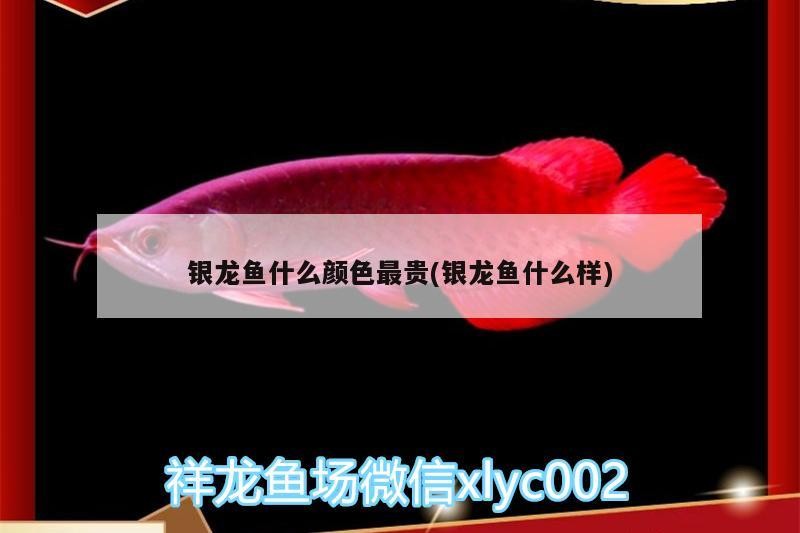 銀龍魚什么顏色最貴(銀龍魚什么樣) 銀龍魚什么顏色最貴(銀龍魚什么樣) 銀龍魚百科