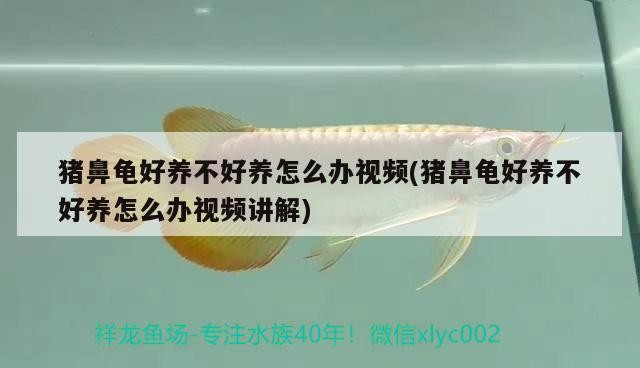 豬鼻龜好養(yǎng)不好養(yǎng)怎么辦視頻(豬鼻龜好養(yǎng)不好養(yǎng)怎么辦視頻講解)