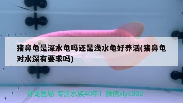 魚缸用增氧泵價格是多少:魚缸增氧機-xtrac增氧機-xtrac增氧機 豬鼻龜是深水龜嗎還是淺水龜好養活(豬鼻龜對水深有要求嗎) 豬鼻龜百科 豬鼻龜是深水龜嗎還是淺水龜好養活(豬鼻龜對水深有要求嗎) 豬鼻龜是深水龜嗎還是淺水龜好養活(豬鼻龜對水深有要求嗎) 豬鼻龜百科