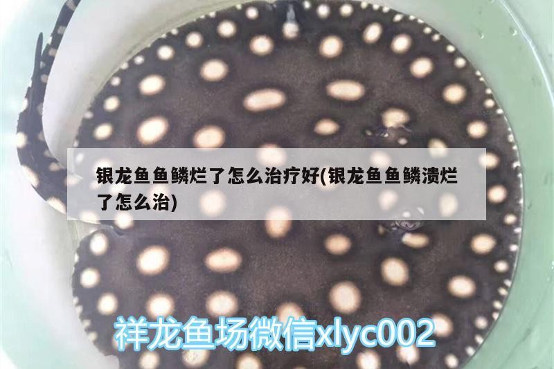 銀龍魚魚鱗爛了怎么治療好(銀龍魚魚鱗潰爛了怎么治)