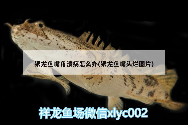 銀龍魚嘴角潰瘍?cè)趺崔k(銀龍魚嘴頭爛圖片)