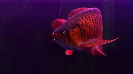 描寫紅龍魚的作文三年級：紅龍魚市場價格趨勢紅龍魚風(fēng)水作用解析紅龍魚風(fēng)水作用解析