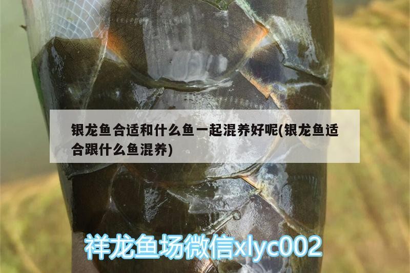 銀龍魚合適和什么魚一起混養好呢(銀龍魚適合跟什么魚混養)