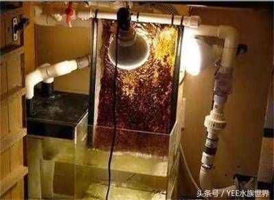 不換水魚缸壁怎么清理：不換水的魚缸壁如何清理？ 不換水魚缸壁怎么清理：不換水的魚缸壁如何清理？ 魚缸百科 第3張