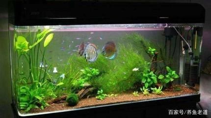 不換水魚缸壁怎么清理：不換水的魚缸壁如何清理？ 不換水魚缸壁怎么清理：不換水的魚缸壁如何清理？ 魚缸百科 第4張