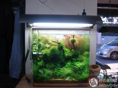 淡水哪里有賣魚缸的地方：廣州淡水魚缸哪里賣