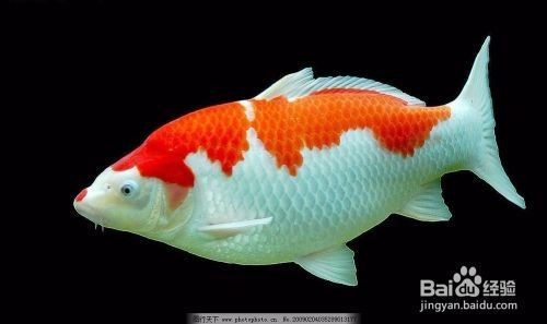 鹽城紅星美凱龍軍香魚缸經營部（鹽城紅星美凱龍家居品牌列表）