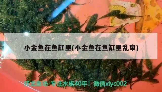 小金魚(yú)在魚(yú)缸里(小金魚(yú)在魚(yú)缸里亂竄)