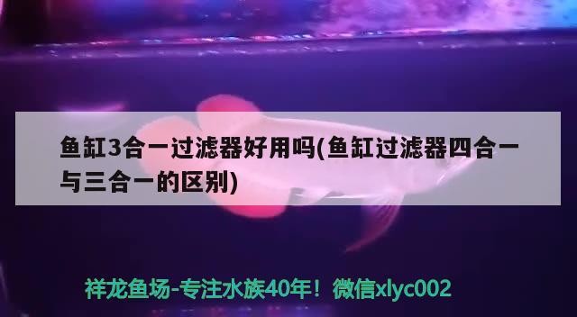 小虎魚容易出雜是因?yàn)殚L得太快了么？