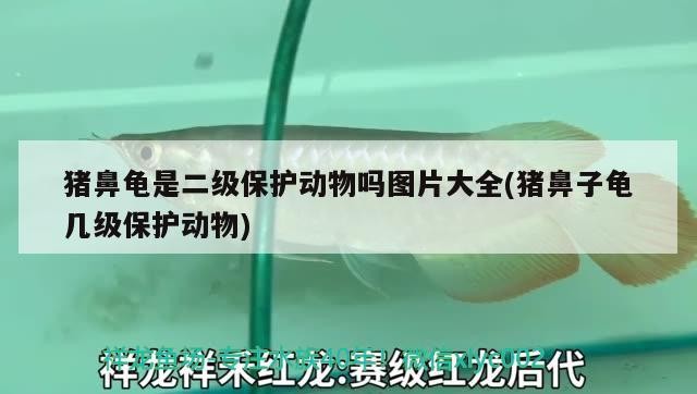 豬鼻龜是二級保護動物嗎圖片大全(豬鼻子龜幾級保護動物) 豬鼻龜是二級保護動物嗎圖片大全(豬鼻子龜幾級保護動物) 豬鼻龜百科