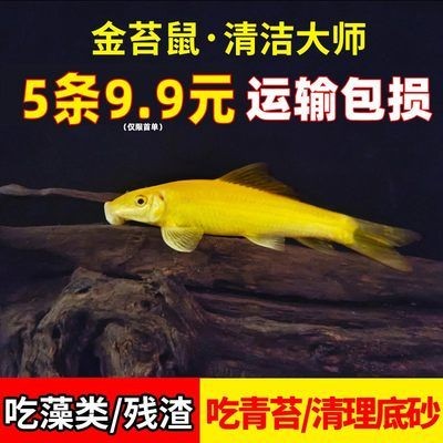 大型魚缸怎么運輸到家里：大型魚缸如何搬運 大型魚缸怎么運輸到家里：大型魚缸如何搬運 魚缸百科 第3張