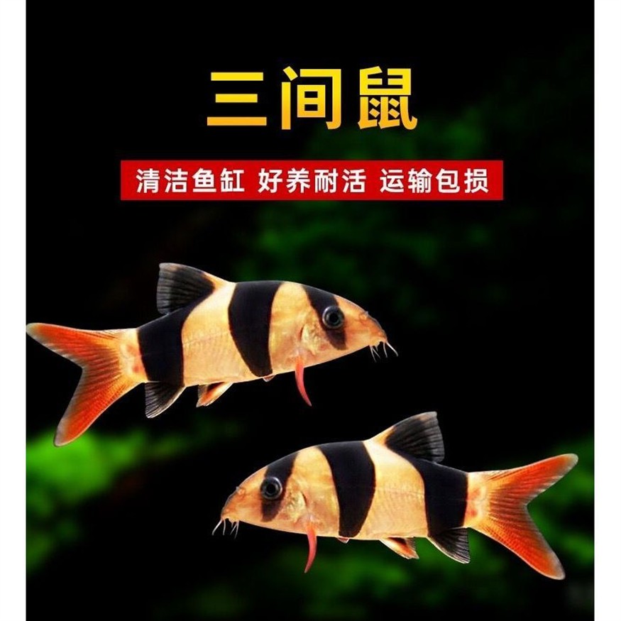 大型魚缸怎么運輸到家里：大型魚缸如何搬運 大型魚缸怎么運輸到家里：大型魚缸如何搬運 魚缸百科 第4張