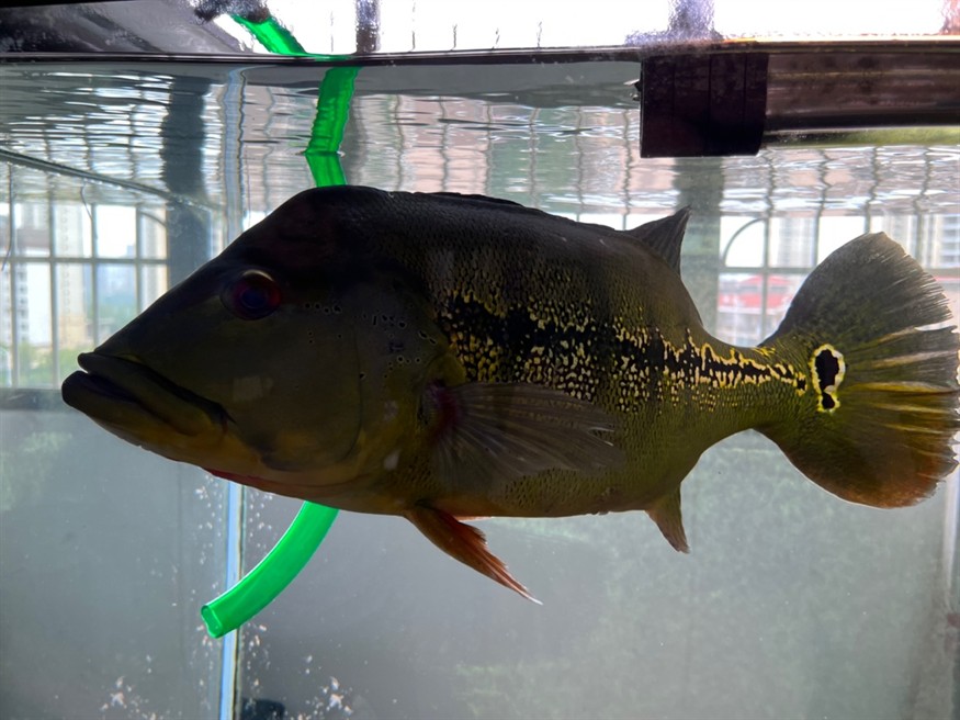 為了避免被龍魚打廢，50厘米了，送走。