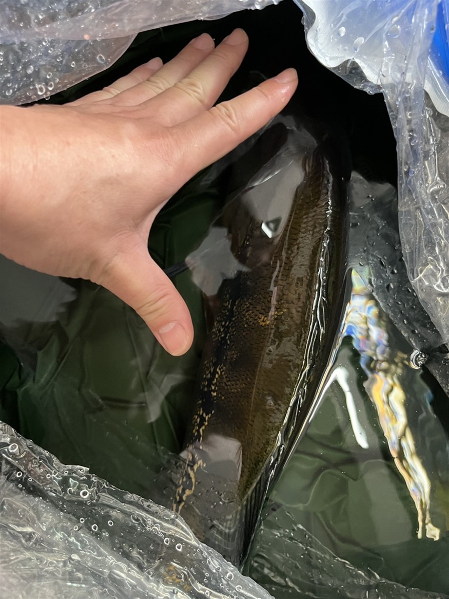 為了避免被龍魚打廢，50厘米了，送走。