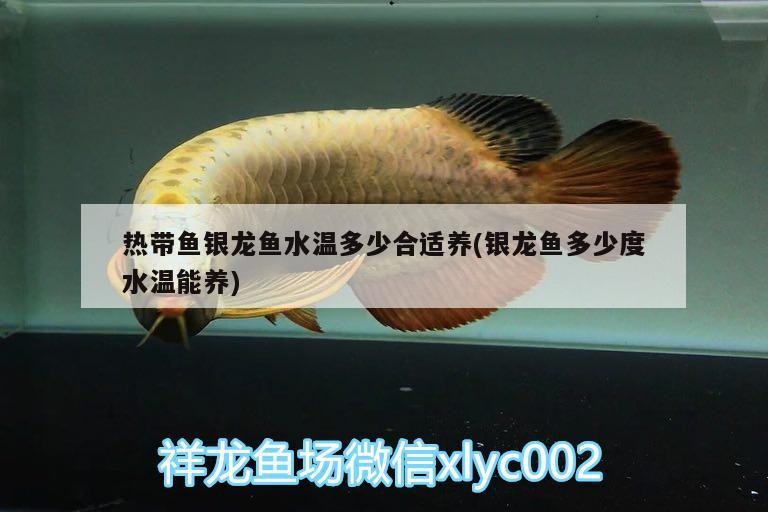 熱帶魚銀龍魚水溫多少合適養(銀龍魚多少度水溫能養)