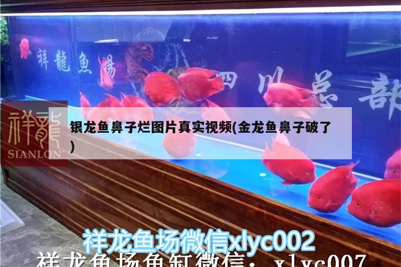 銀龍魚鼻子爛圖片真實視頻(金龍魚鼻子破了)