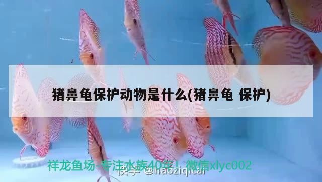 豬鼻龜保護動物是什么(豬鼻龜保護) 豬鼻龜保護動物是什么(豬鼻龜保護) 豬鼻龜百科