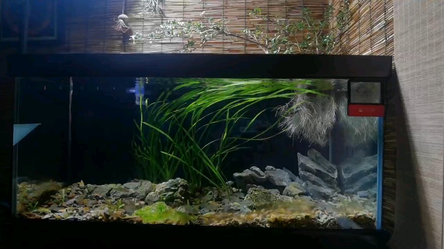 新開一口溪流缸 新開一口溪流缸 龍魚論壇