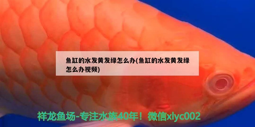 魚缸的水發黃發綠怎么辦(魚缸的水發黃發綠怎么辦視頻)