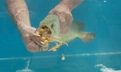 金龍魚不吃魚食怎么辦