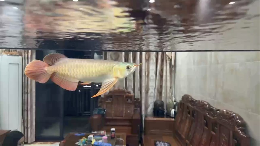 一直換魚一直爽