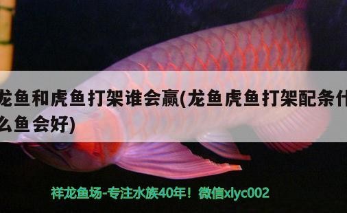 龍魚和虎魚打架誰會贏(龍魚虎魚打架配條什么魚會好) 龍魚和虎魚打架誰會贏(龍魚虎魚打架配條什么魚會好) 虎魚百科