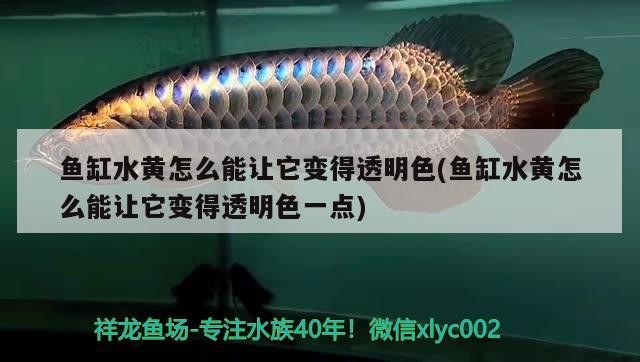 魚缸水黃怎么能讓它變得透明色(魚缸水黃怎么能讓它變得透明色一點)