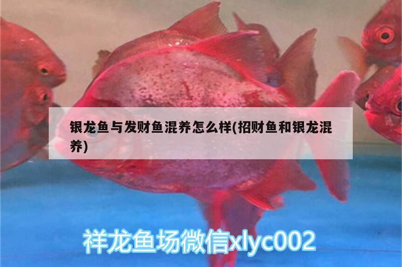 銀龍魚與發財魚混養怎么樣(招財魚和銀龍混養)