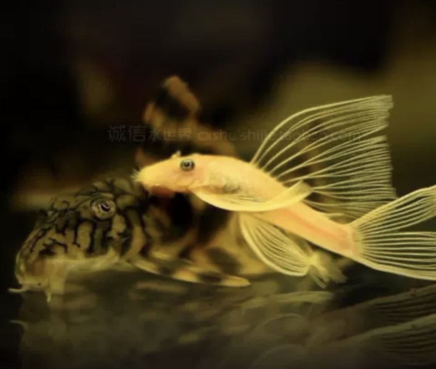 黃金胡子與黃金大凡 黃金胡子與黃金大凡 龍魚論壇 第1張