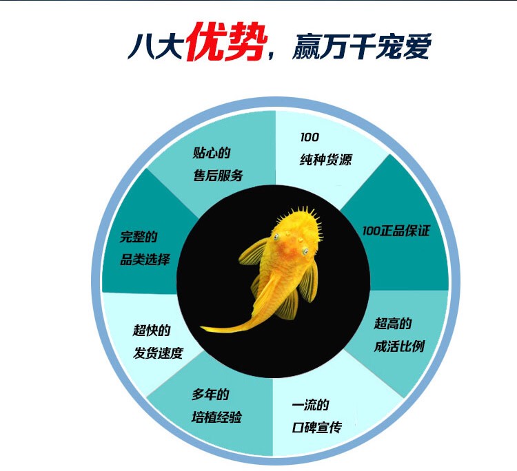 黃金胡子與黃金大凡 黃金胡子與黃金大凡 龍魚論壇 第3張