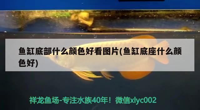 魚缸底部什么顏色好看圖片(魚缸底座什么顏色好) 魚缸底部什么顏色好看圖片(魚缸底座什么顏色好) 豬鼻龜百科