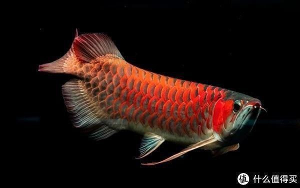 龍魚的飼料魚怎么養活的