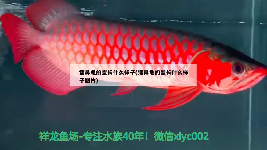 豬鼻龜的蛋長什么樣子(豬鼻龜的蛋長什么樣子圖片)