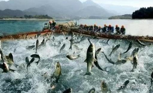 龍魚(yú)的養(yǎng)護(hù)和管理技術(shù)論文題目
