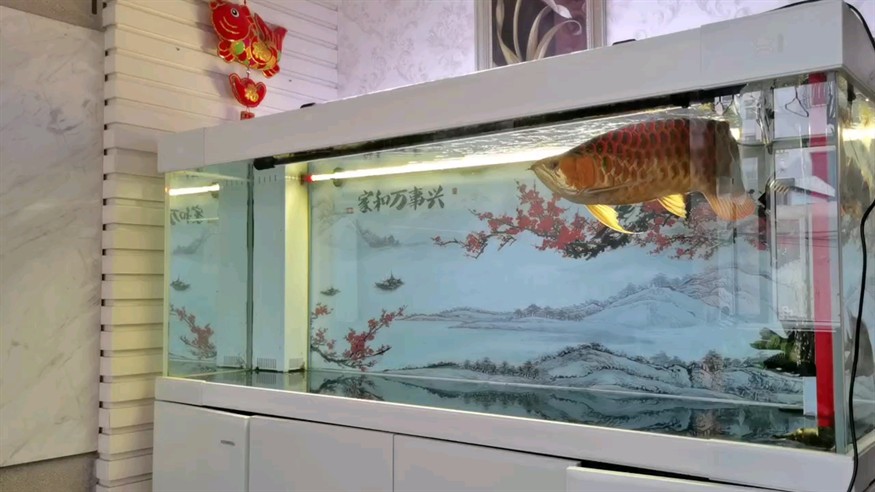 出精品大紅龍撿漏勿擾 出精品大紅龍撿漏勿擾 龍魚論壇