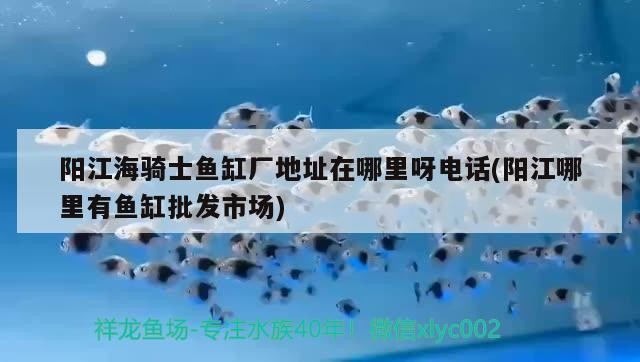 陽江海騎士魚缸廠地址在哪里呀電話(陽江哪里有魚缸批發市場)