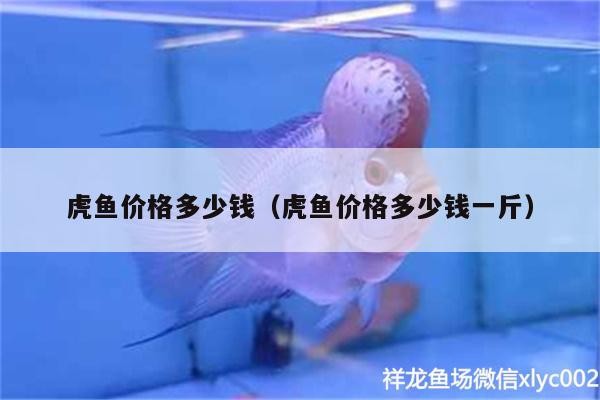虎魚價格多少錢（虎魚價格多少錢一斤）